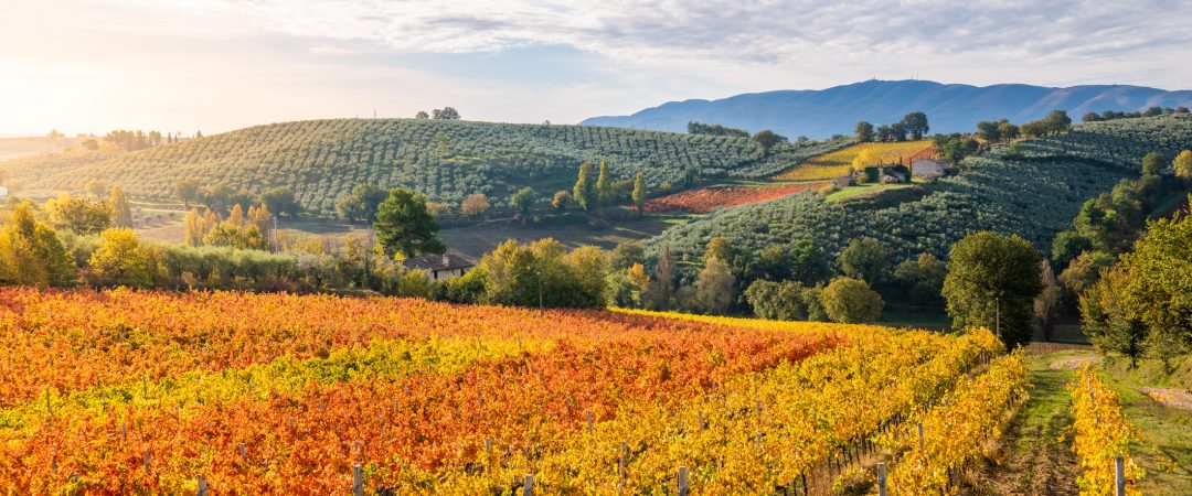 Umbria: trekking d'autunno sulla Via del Vino Sagrantino a Montefalco