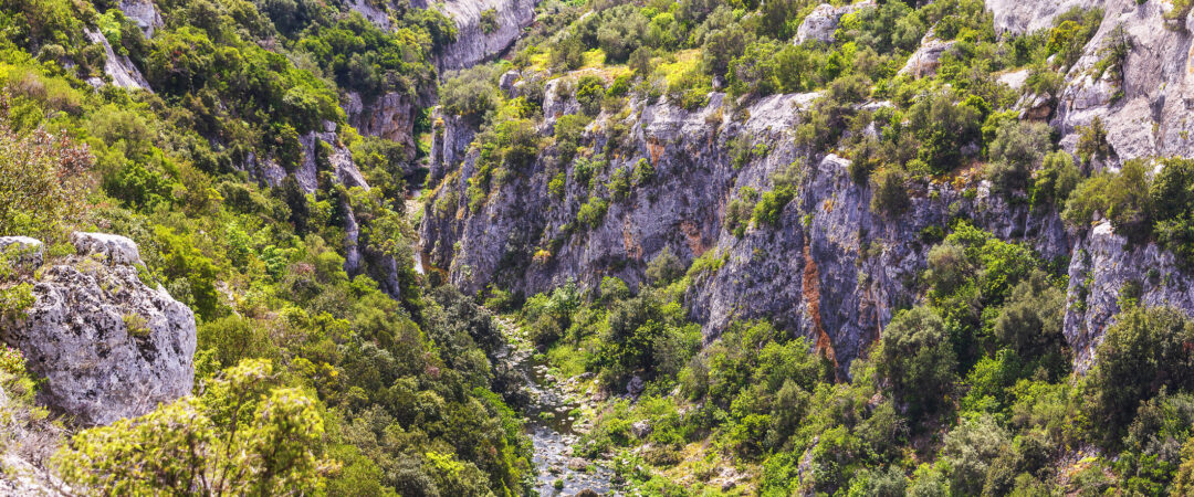Exploring the Mediterranean Flora of Casino Irene