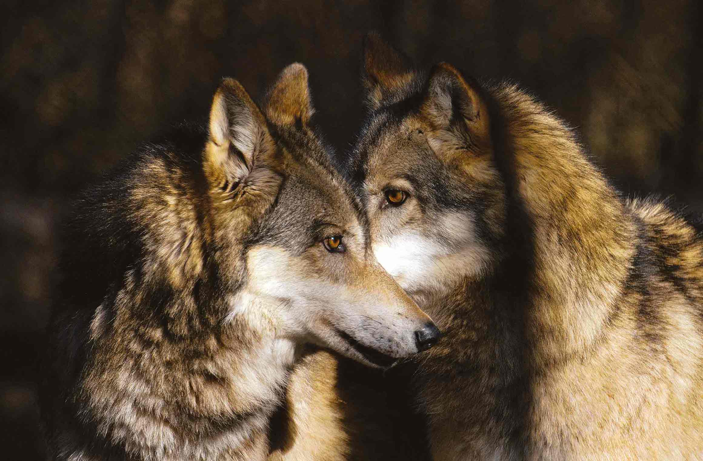 Dissuasori luminosi e sonori mettono in fuga un lupo