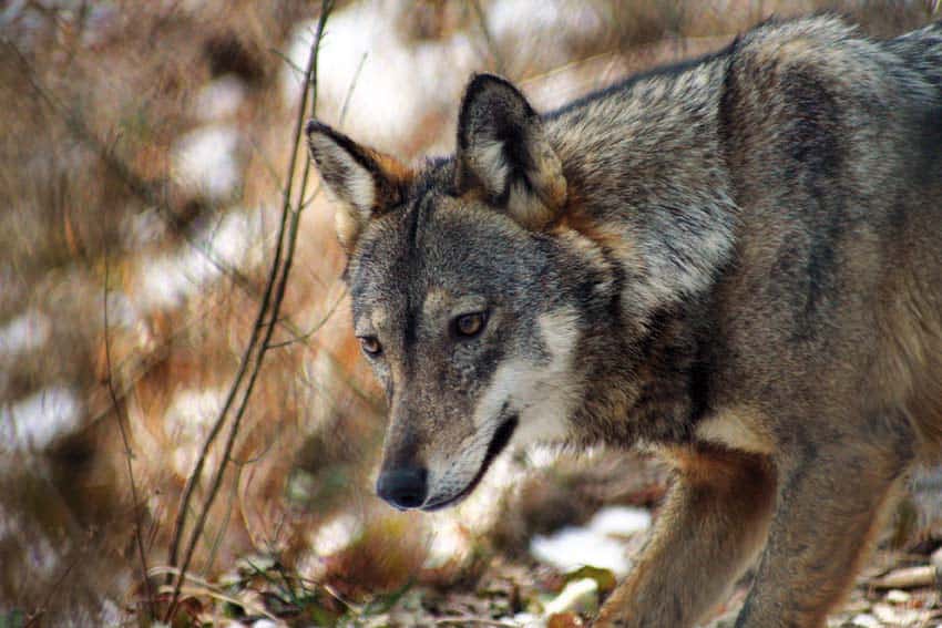 Piemonte Lupi Vicino Alle Case E Attacchi Ad Animali Prudenza Sui 