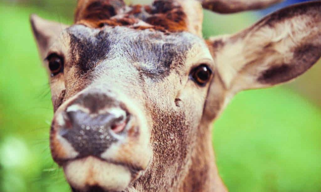 A Piedi in Val Grande