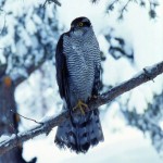 Escursione con le ciaspole nel Parco Adamello-Brenta