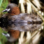 A piedi lungo il Ticino di Trecate