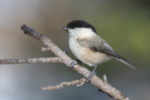 Val Roseg: alla scoperta della natura