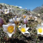 tra il Bernina e il Disgrazia