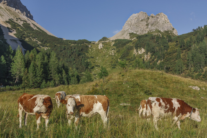 Friuli Venezia Giulia, progetto MADE: segui i suoni della natura Friuli Venezia Giulia, progetto MADE: segui i suoni della natura