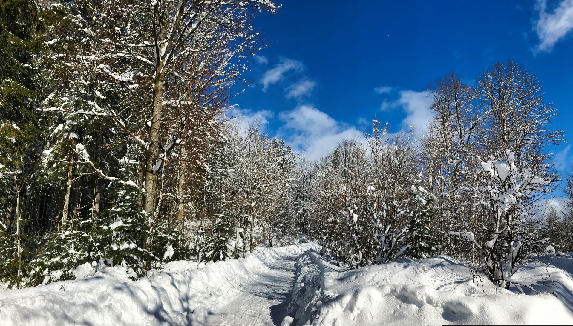 Germania trekking e fotografia nel Parco nazionale della Foresta Bavarese