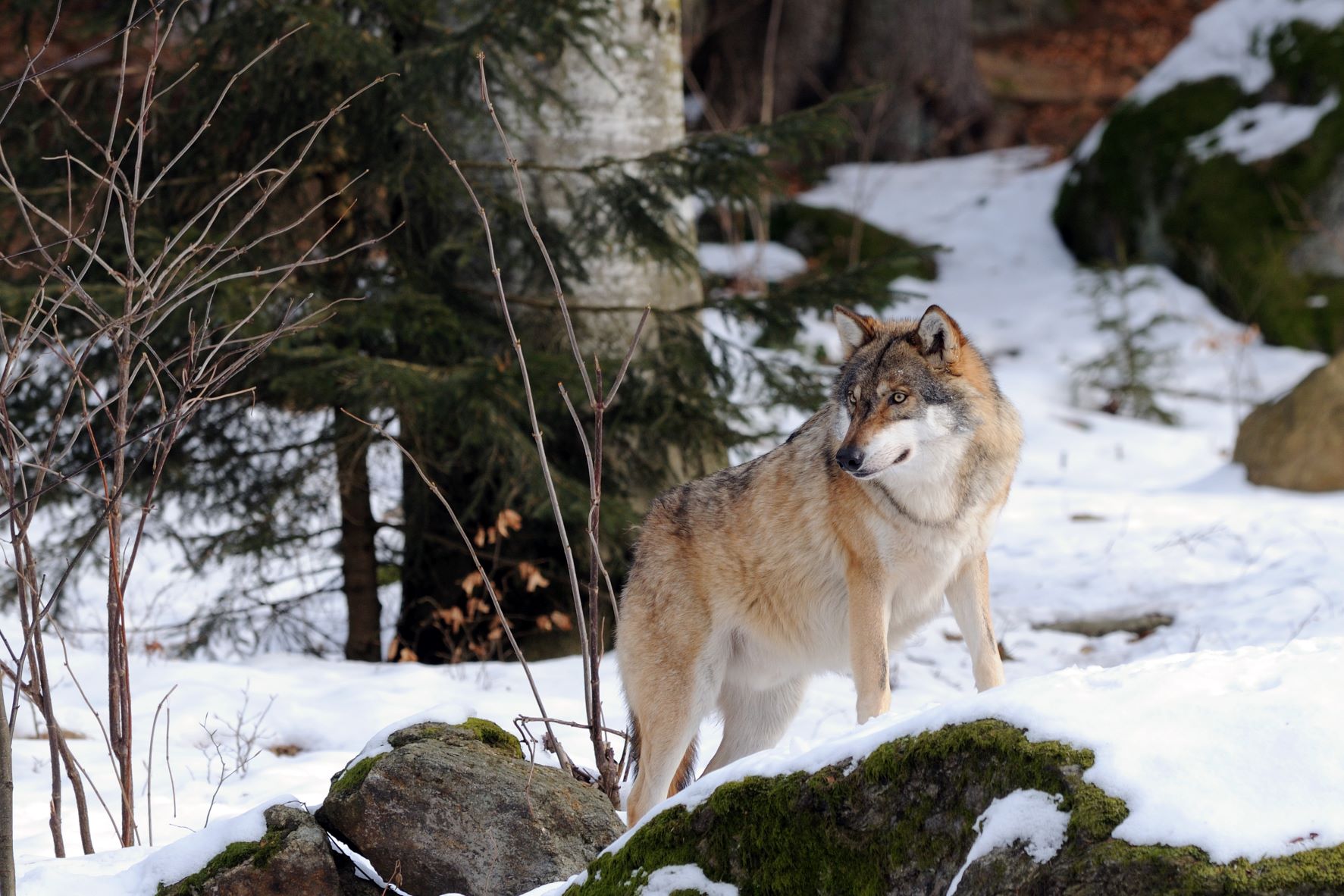 Germania trekking e fotografia nel Parco nazionale della Foresta Bavarese