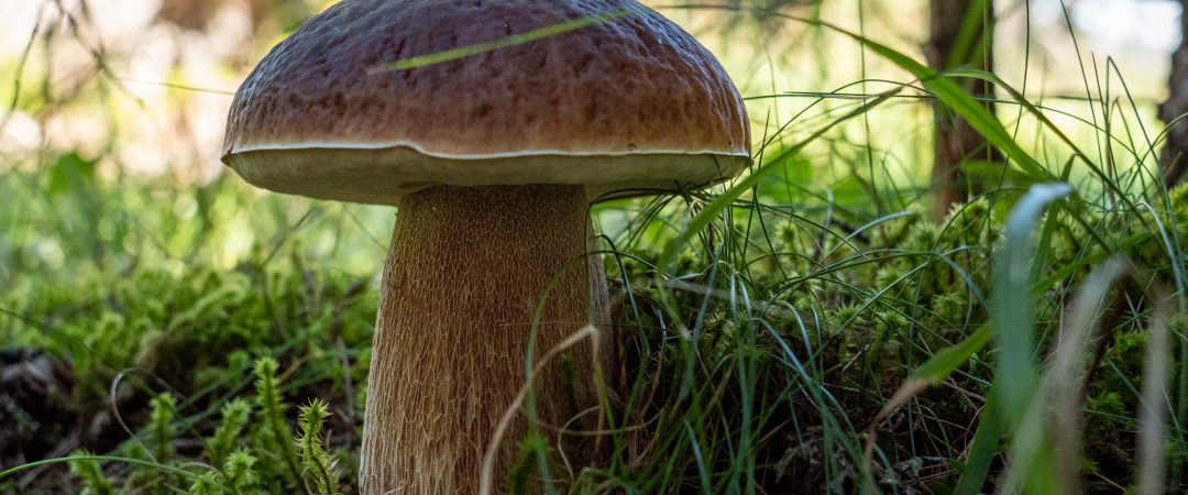 Scarponi da montagna per funghi on sale